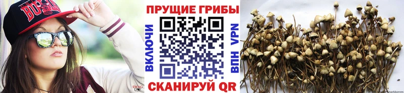 Купить закладки Муравленко Галлюциногенные грибы MAGIC MUSHROOMS
